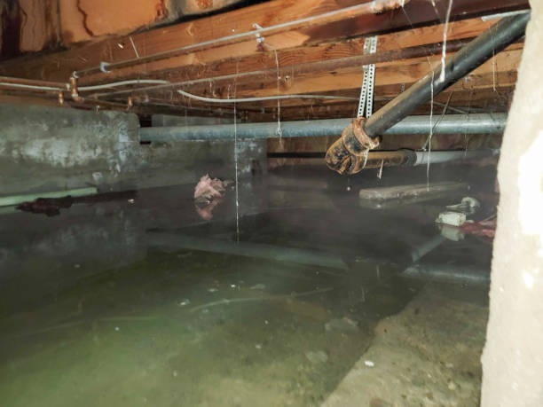 Best Flood damage cleanup  in Hillcrest, CA