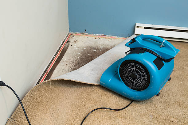 Best Mold removal after water damage  in Hillcrest, CA